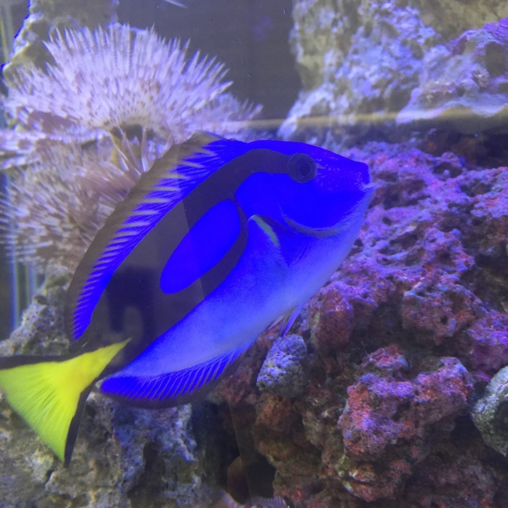 Meet your Posher, Kristin